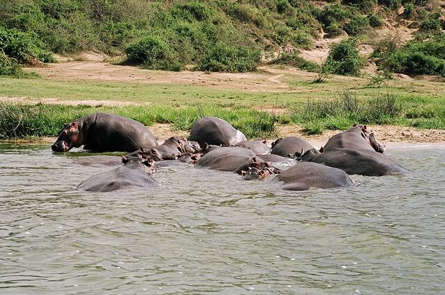 Archivo:800px-Hippos Uganda.jpeg