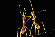 Infestationinline