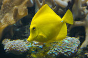 Yellow Tang -3