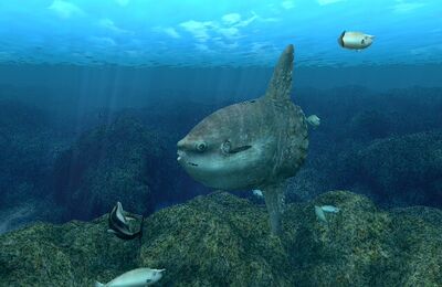 Sunfish
