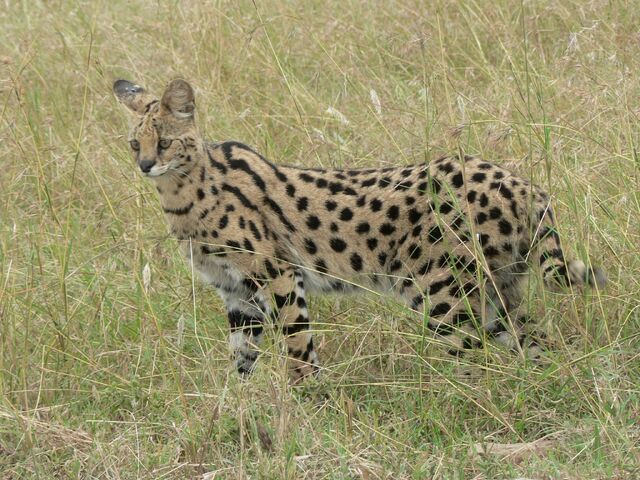File:19 Serval.jpg
