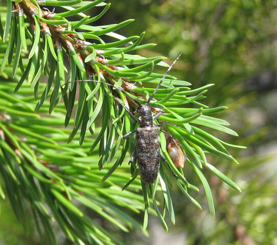 File:Monochamus mutator.jpg