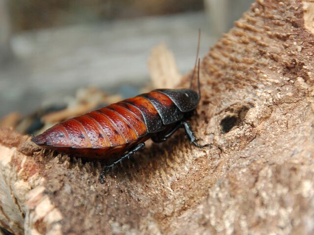 File:Female Madagascar hissing cockroach.jpg