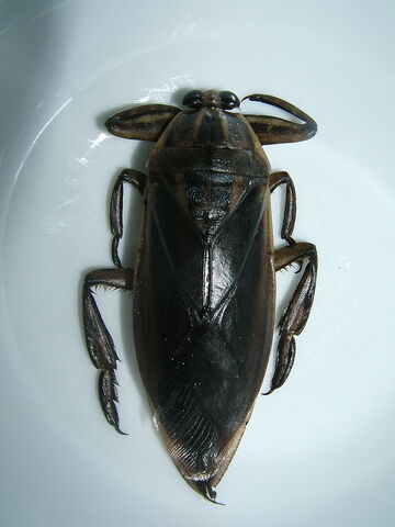 File:Lethocerus indicus.jpg