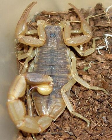 File:Adult Mesobuthus martensii.jpg