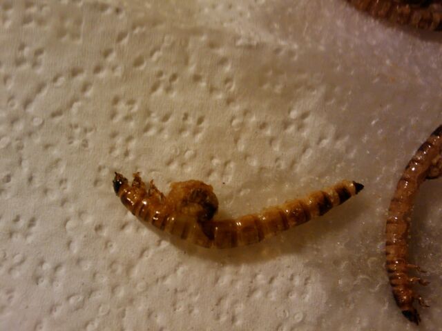 File:Fried superworm closeup.jpg