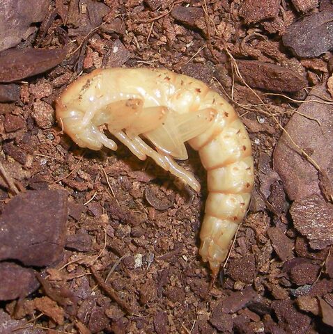 File:Zophobas morio pupa.jpg