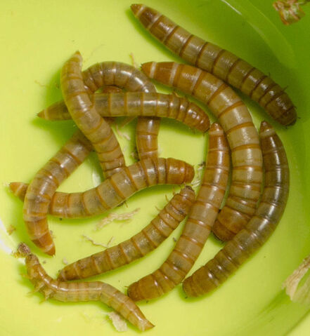 File:Tenebrio molitor.jpg