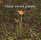 Odus sweet potato (Visible).jpg