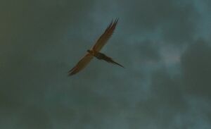 Fawkes leaves.jpg
