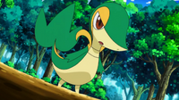 EP661 Snivy de Trip.png