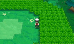Bosque espejismo ruta 114.png