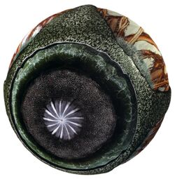 Plaeryin bol FFno78.jpg