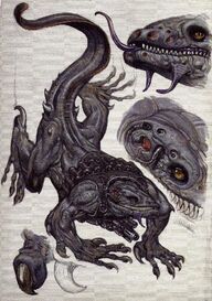 Xenos loxatl.jpg