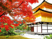 Nippon maple