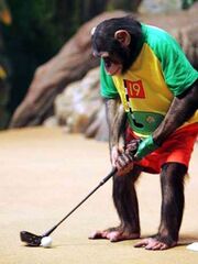 Chimp shot.jpg