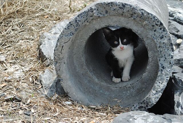 Archivo:Cat in a tube.jpg