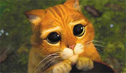 Gato.png