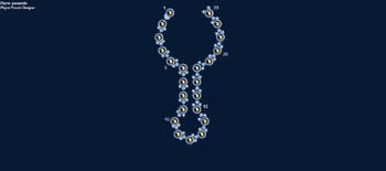 Shapenotation1
