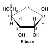 Ribose