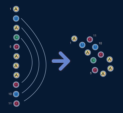File:Basepairing2.jpg