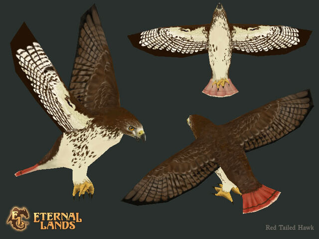File:Creature Hawk.jpg