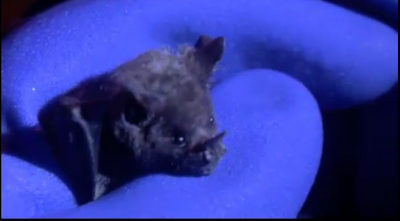 Superfledermaus.png