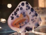 Frogylite Spyderidium