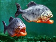 Piranha photo