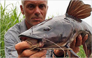 Kamba-catfish-324x205