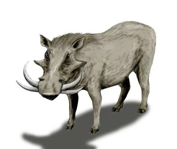 File:711px-Metridiochoerus BW.jpg