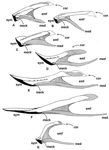 File:Oviraptorosauria - 2(Dentaries medial view).jpg
