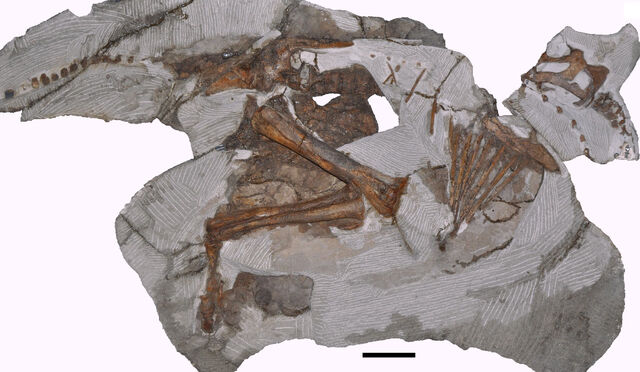 File:Parasaurolophus - 4(Baby).jpg