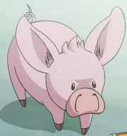Pig-berus