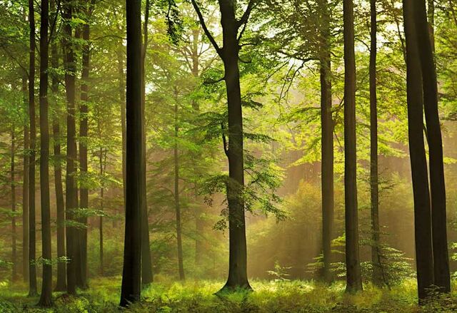 File:Autumn-forest.jpg