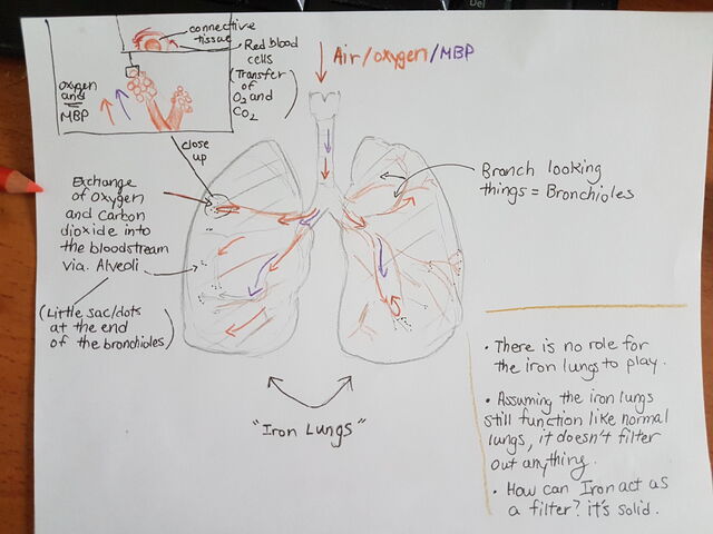 File:Lungs.jpg