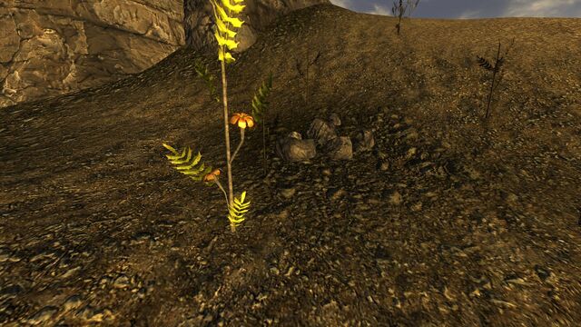 File:ChanceFlower.jpg