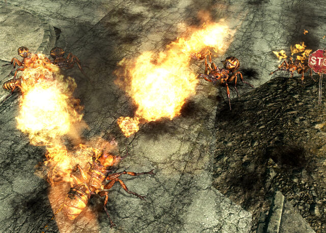 File:Frenzied ants Grayditch.jpg