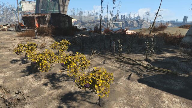 File:Finch farm4.jpg