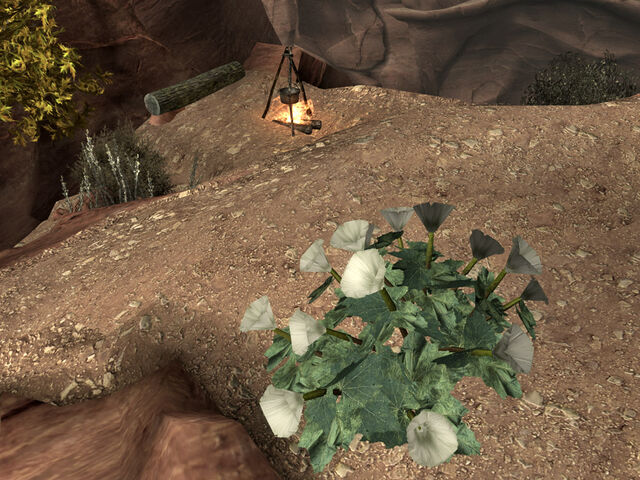 File:RoP datura root1.jpg