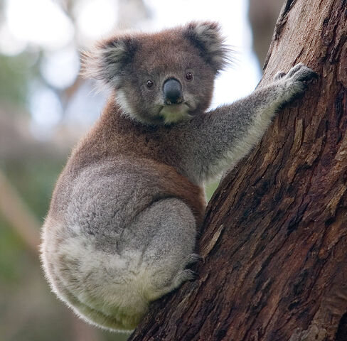 File:Koala climbing tree-Photo by DAVID ILIFF. License- CC-BY-SA 3.0.jpg
