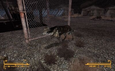 NCR dog