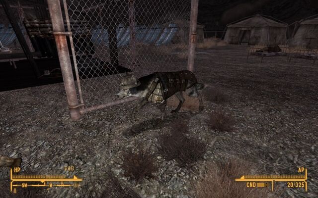 File:NCR dog.jpg