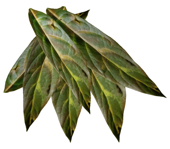 File:Coyote tobacco chew.png