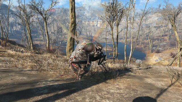 File:FO4 Bloatfly.jpg
