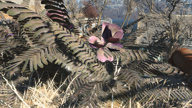 File:FO4 Mutated fern.png