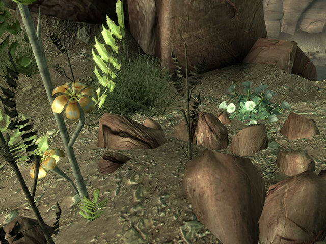 File:RoP datura root3.jpg