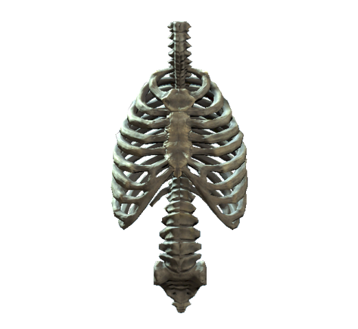 File:Rib cage and spine.png