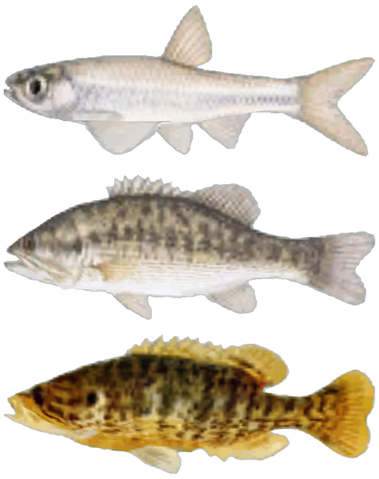 File:FNV Fishes.png
