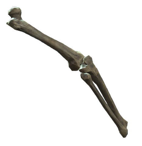 File:Right leg bones.png